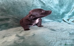 Chihuahua dogs for sale: Chihuahua X Puppies - Image 4