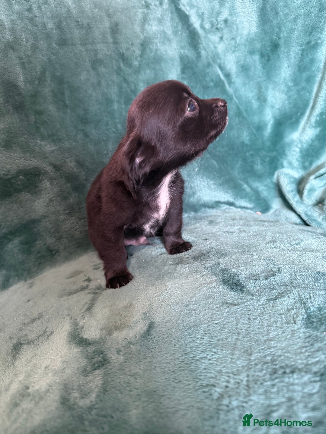 Chihuahua dogs for sale: Chihuahua X Puppies - Image 4