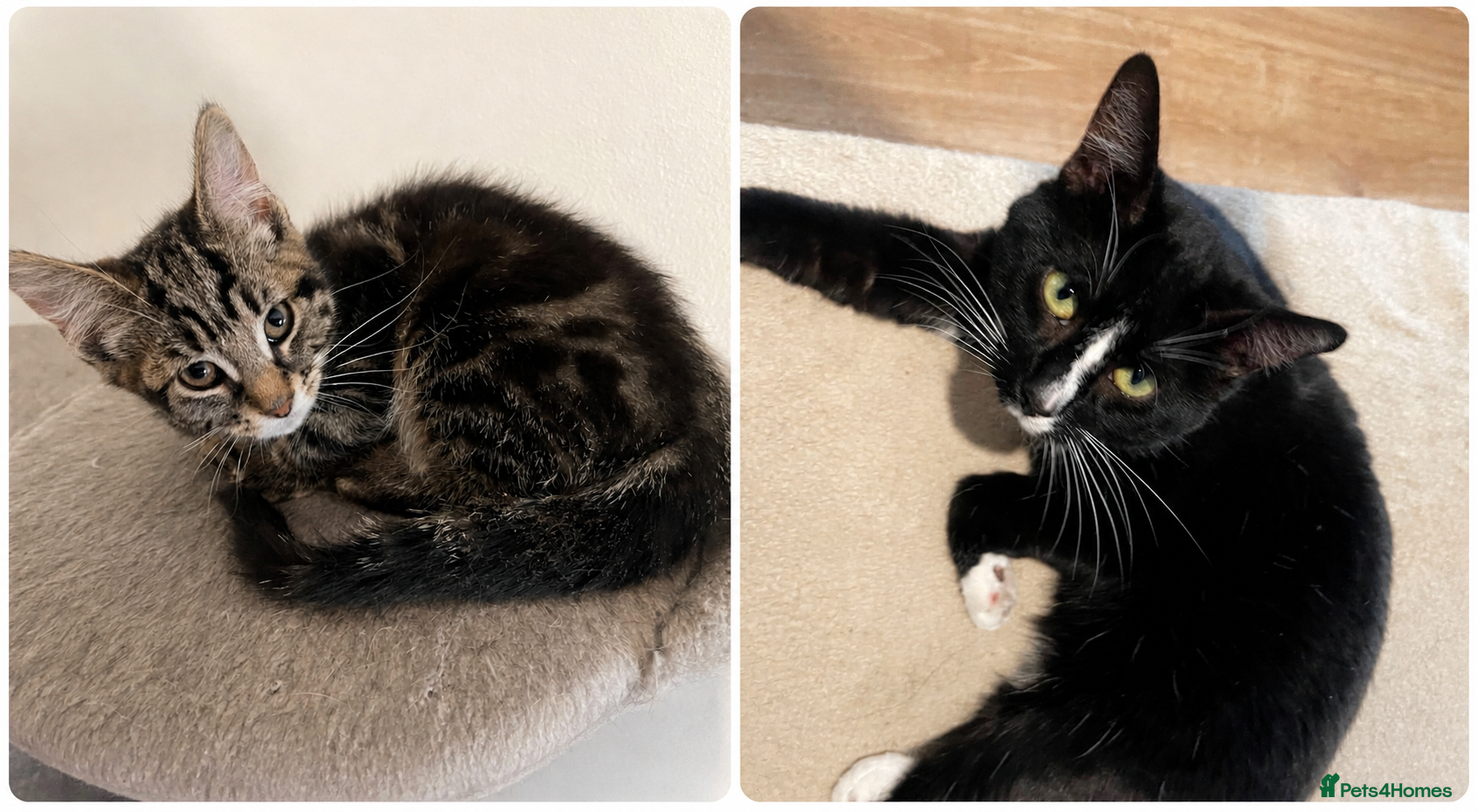 Mixed Breed cats Father Cat and his Female kitten - Advert 11