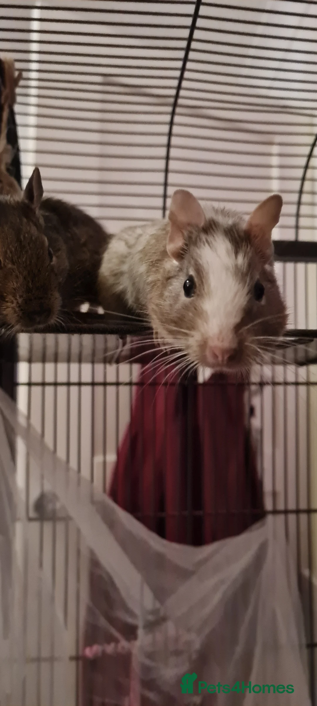 Degus rodents for sale: 3 young male Degus and whole cage set up for sale in Weymouth - Advert 9