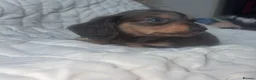 Miniature Dachshund dogs for sale: Mini dachshunds  - Advert 10