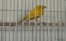 Canaries birds for sale: Yellow canary male and female  - Image 7