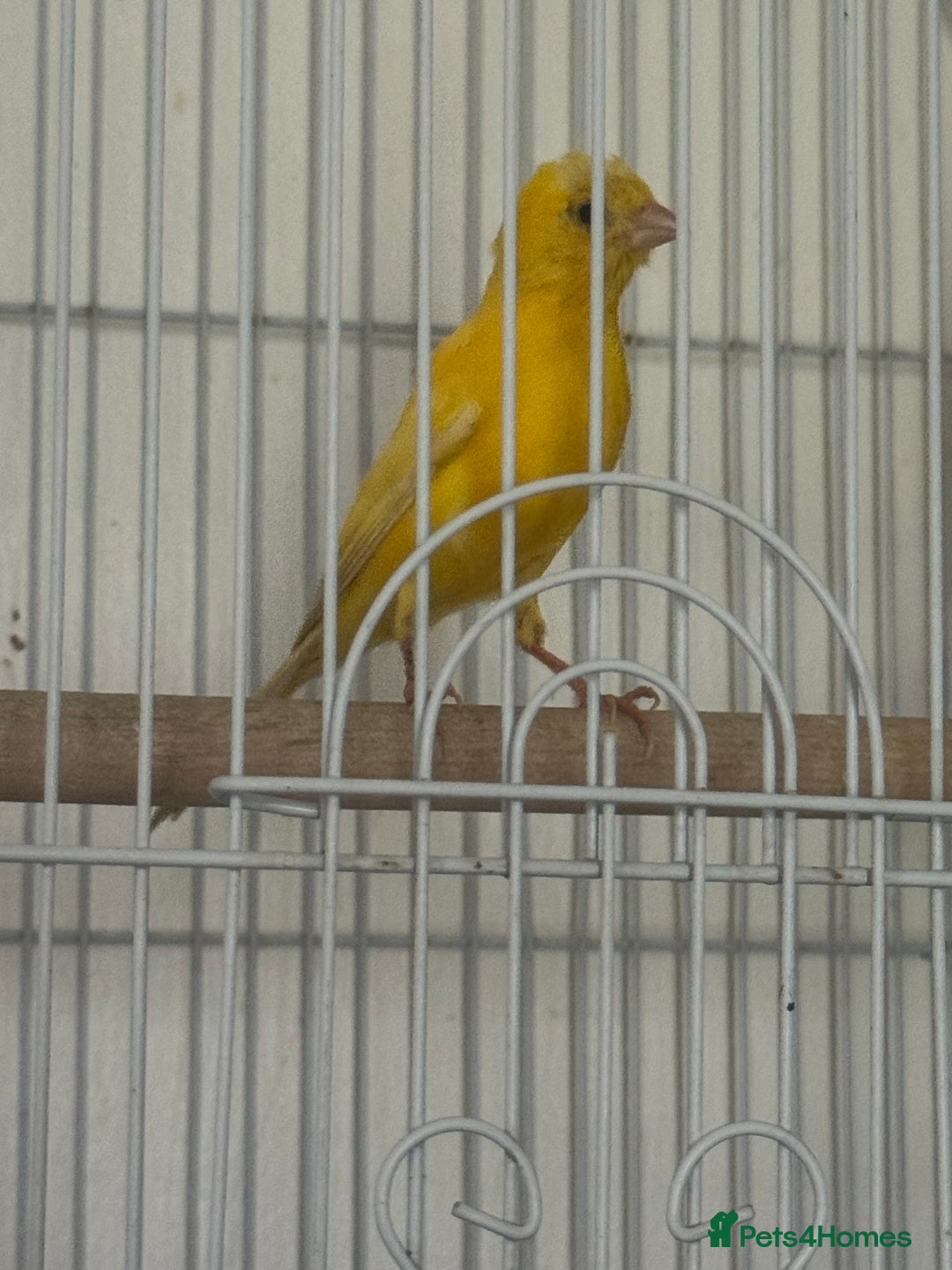 Canaries birds for sale: Yellow canary male and female  - Image 7