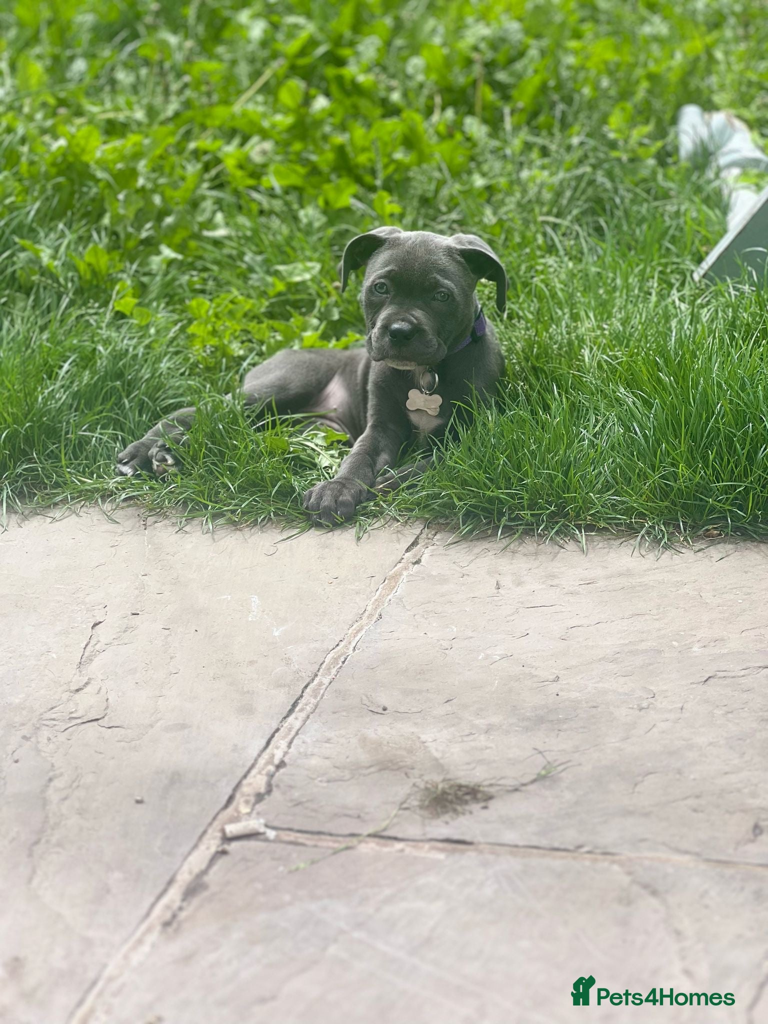 Mixed Breed dogs Looking for a good home for my dog!  - Advert 5