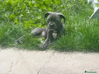 Mixed Breed dogs Looking for a good home for my dog! - Advert 5