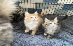 Norwegian Forest Cat cats for sale: 3 Norwegian Forrest Kittens - Image 4