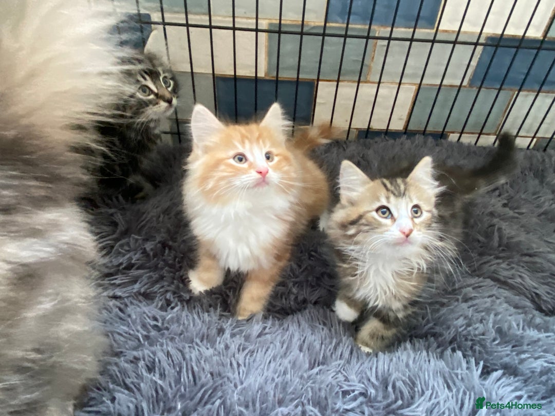 Norwegian Forest Cat cats for sale: 3 Norwegian Forrest Kittens - Image 4