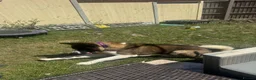 Akita dogs for sale: American Akita  in Whitstable - Advert 9