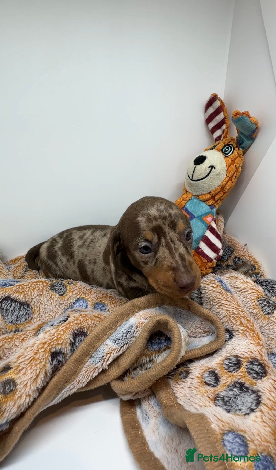 Miniature Dachshund dogs for sale: 3 Champion Line KC Miniature Dachshund Puppies  - Advert 10