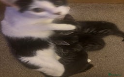 British Longhair cats for sale: Stunning kittens  - Advert 20