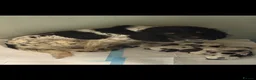 Mixed Breed dogs for sale: Sproodle puppies for sale  - Advert 27