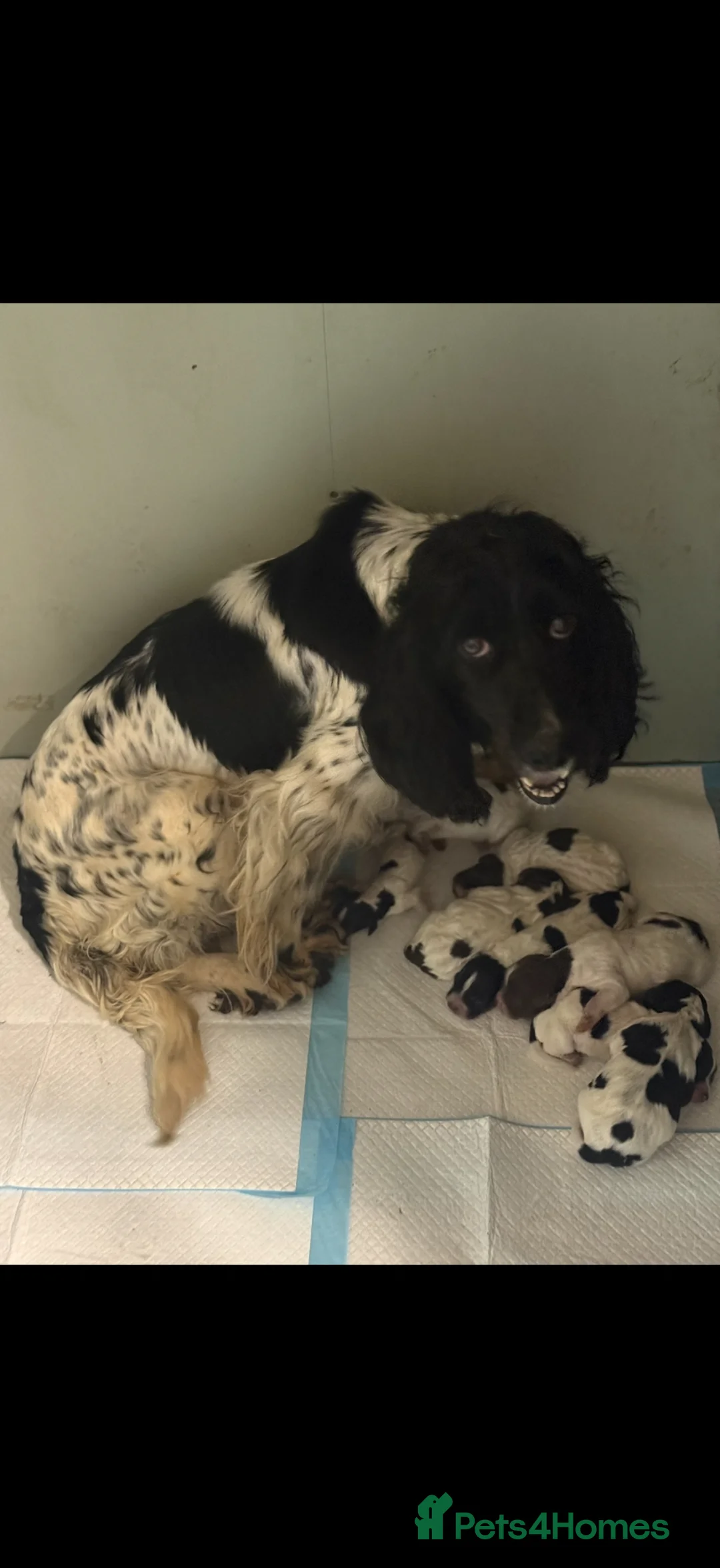 Mixed Breed dogs for sale: Sproodle puppies for sale  - Advert 27