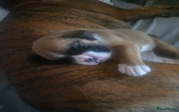 Boxer dogs for sale: KC PEDIGREE BOXER PUPPIES  - Image 23