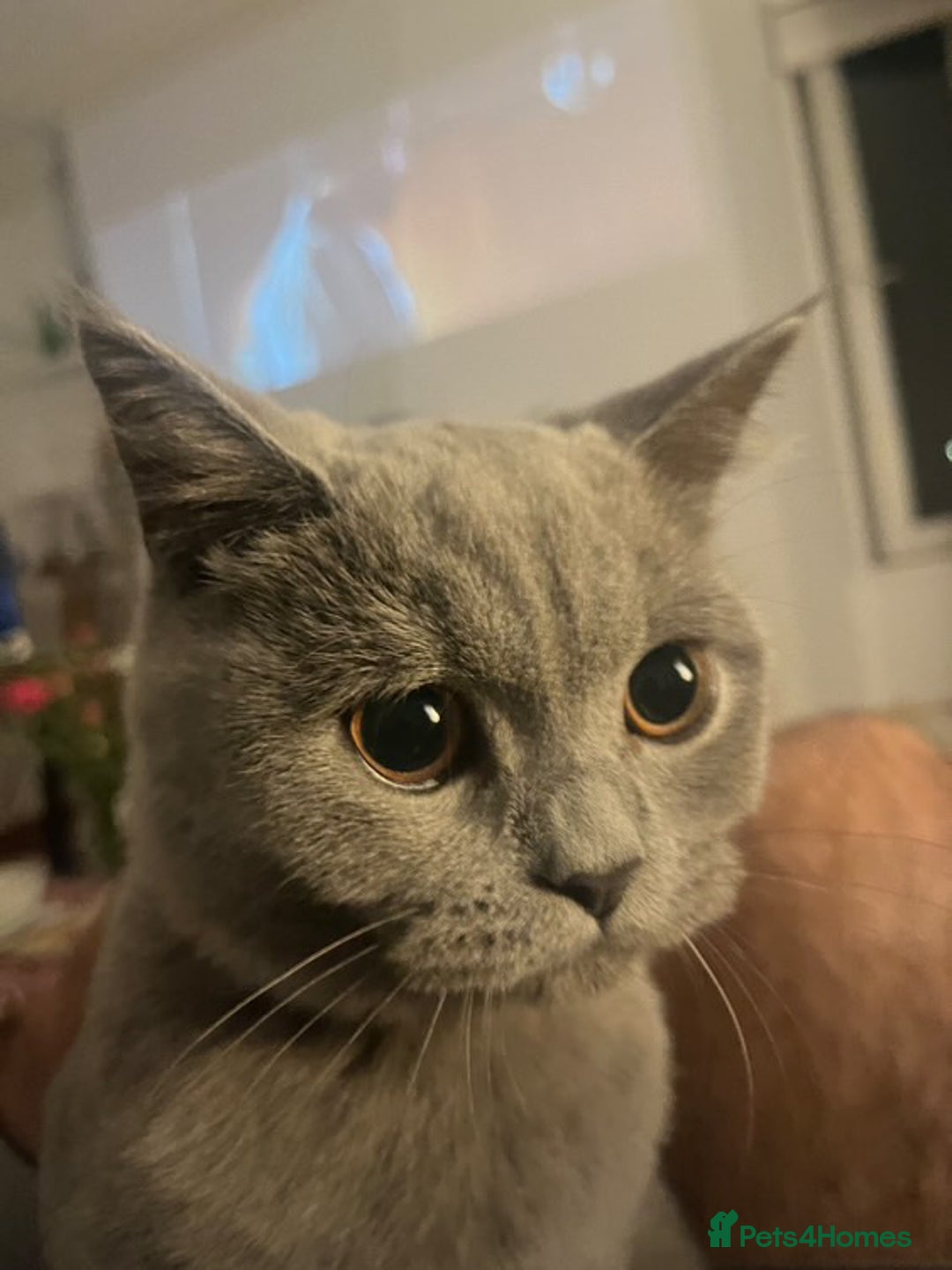 British Shorthair cats for sale: British Short Hair Kitten - Image 2