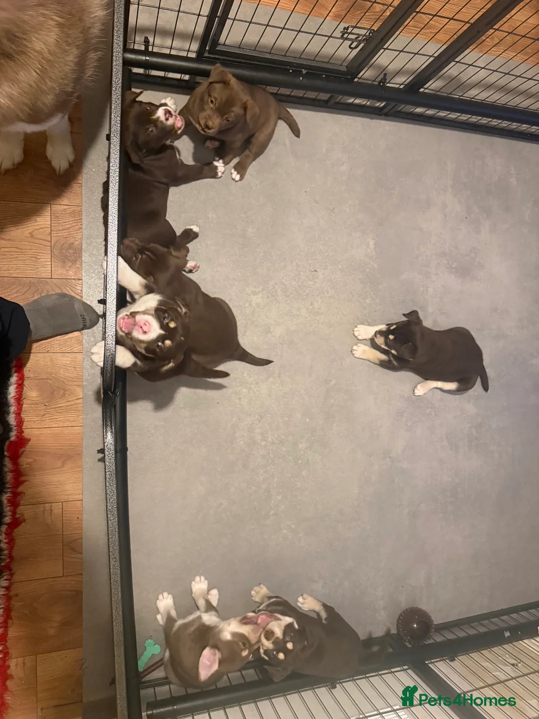 Mixed Breed dogs for sale: Pocket bulldog  Siberian husky x pocket pitskys - Advert 8