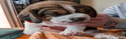 Beagle dogs for sale: 2 Femals Beagles Available  - Advert 8
