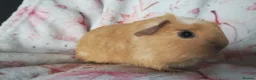 Guinea Pig rodents for sale: Baby cornet girls ready now as of the 28th April  - Advert 8