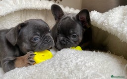 French Bulldog dogs for sale: Adorable Purebred Female French Bulldogs Ready! - Advert 6