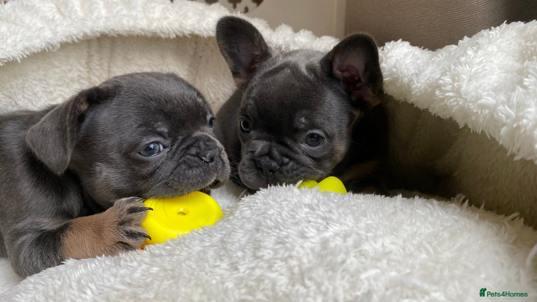 French Bulldog dogs for sale: Adorable Purebred Female French Bulldogs Ready! - Advert 6