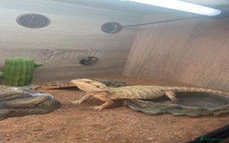 Bearded Dragon reptiles for sale: 7 month old bearded dragon  in Huddersfield - Image 1