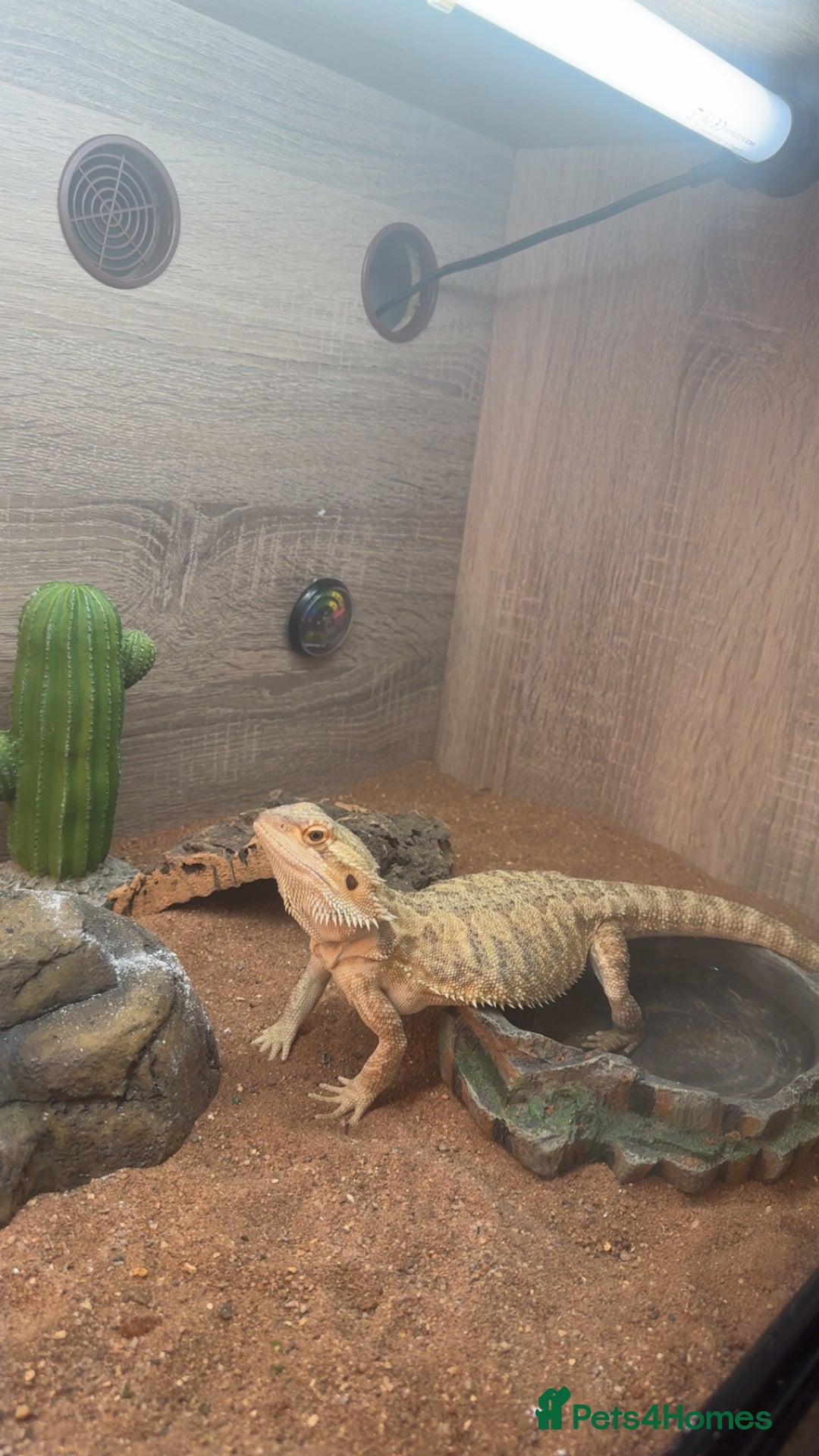 Bearded Dragon reptiles for sale: 7 month old bearded dragon  in Huddersfield - Image 1