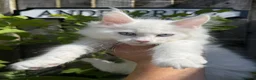 Maine Coon cats for sale: STUNNING WHITE WITH BLUE EYES -BAER TESTED  - Advert 3
