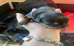 Rottweiler dogs for sale: Hulk and Ruby Rottweiler puppies  - Image 14