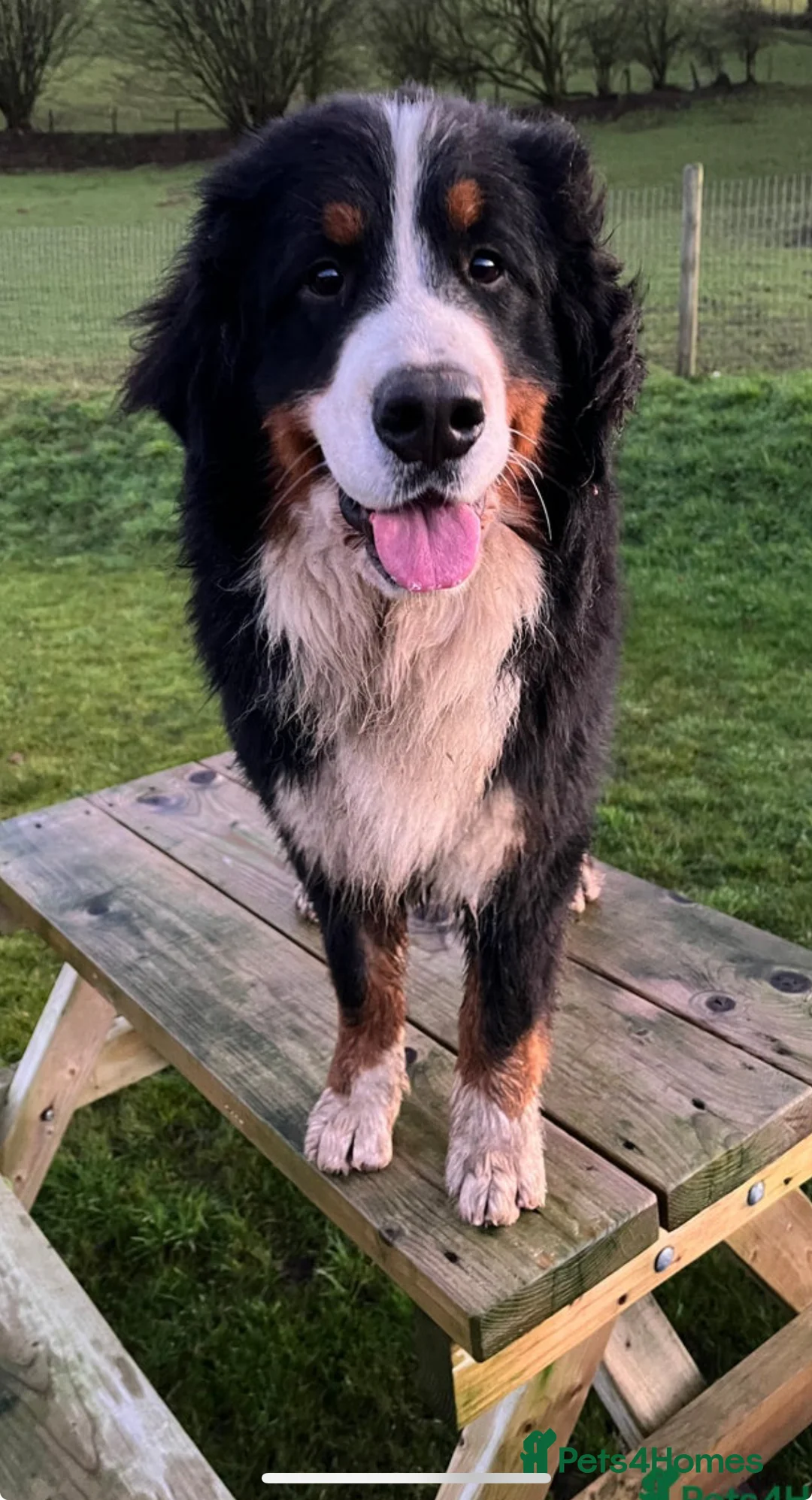 Golden Retriever dogs for sale: Beautiful Bernese Mountain Dog x Golden Retrievers - Advert 28