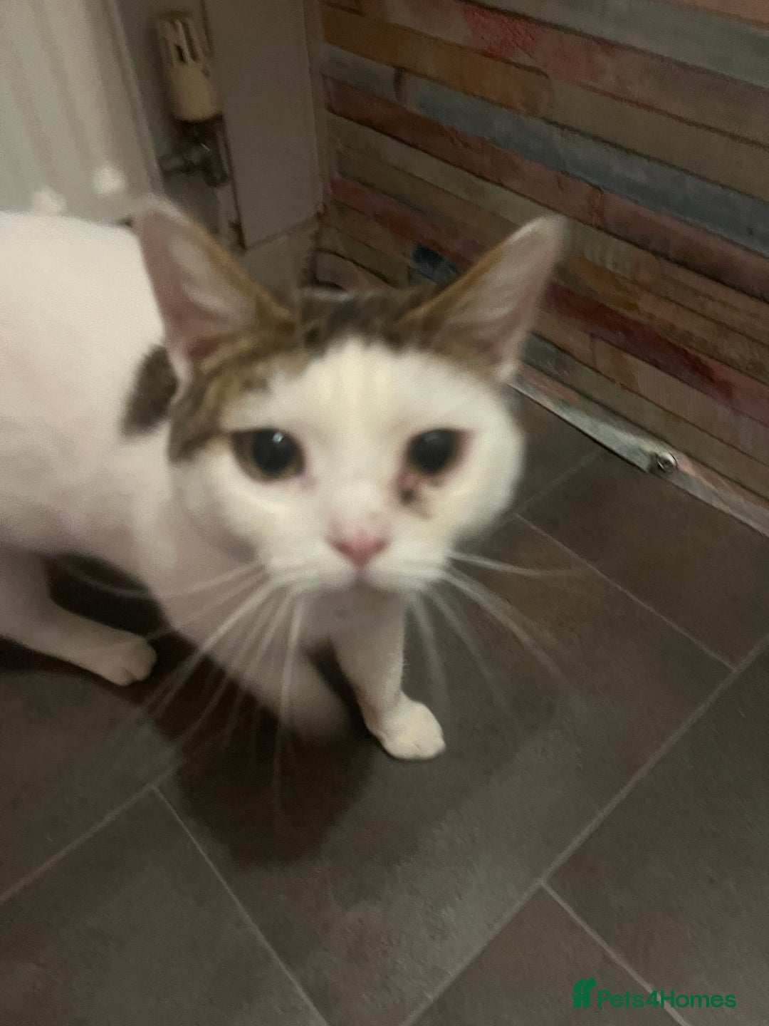 Mixed Breed cats for sale: babby - Advert 4