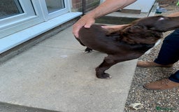 Cocker Spaniel dogs for sale: Working Cocker Spaniel puppies in Bexhill-on-Sea - Image 11