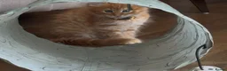 Maine Coon cats for sale: Half Maine Ginger Red Rare Girl Kitten - Advert 7