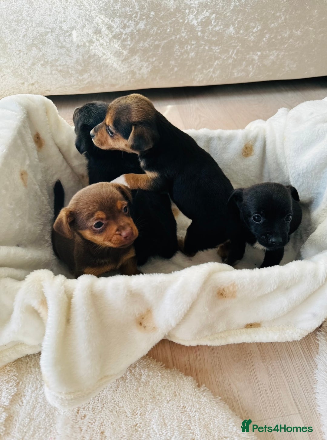 Patterjack dogs for sale: Beautiful patterjack puppies  - Advert 10