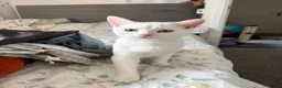 British Shorthair cats for sale:  Boy and girl kitten  in Huntingdon - Advert 6