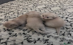 Scottish Fold cats for sale: Scottish fold kittens  - Image 7