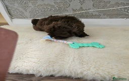 Shih Tzu dogs for sale: SHIH tzu puppies 🐶 outstanding - Image 14