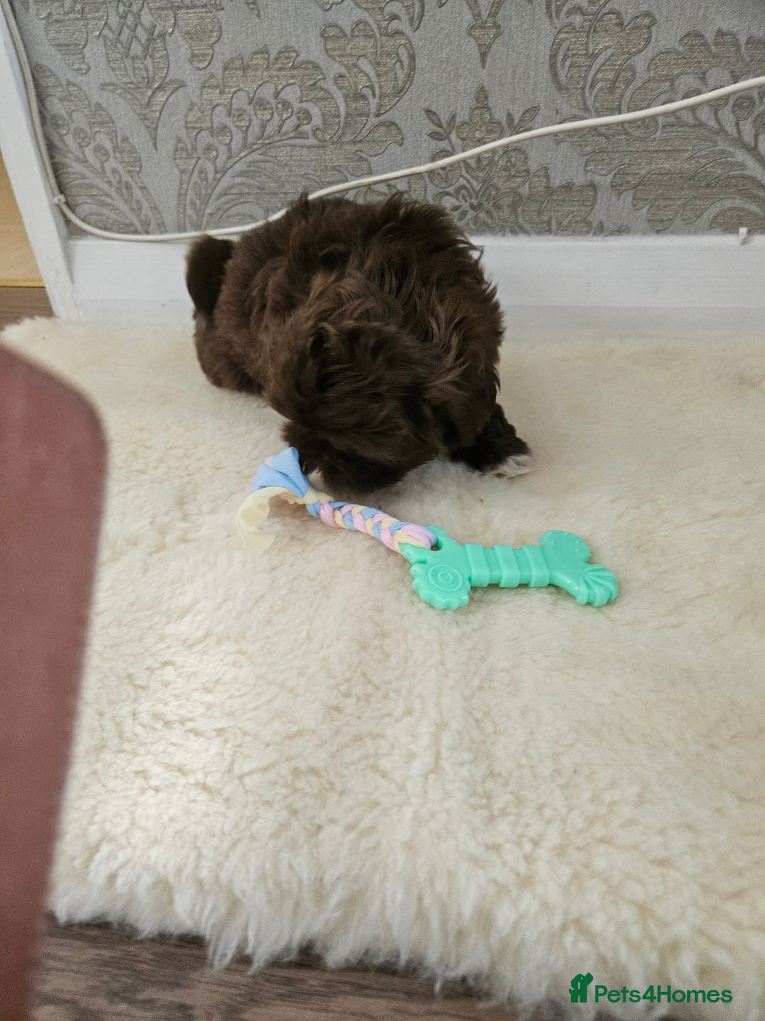 Shih Tzu dogs for sale: SHIH tzu puppies 🐶 outstanding - Image 14