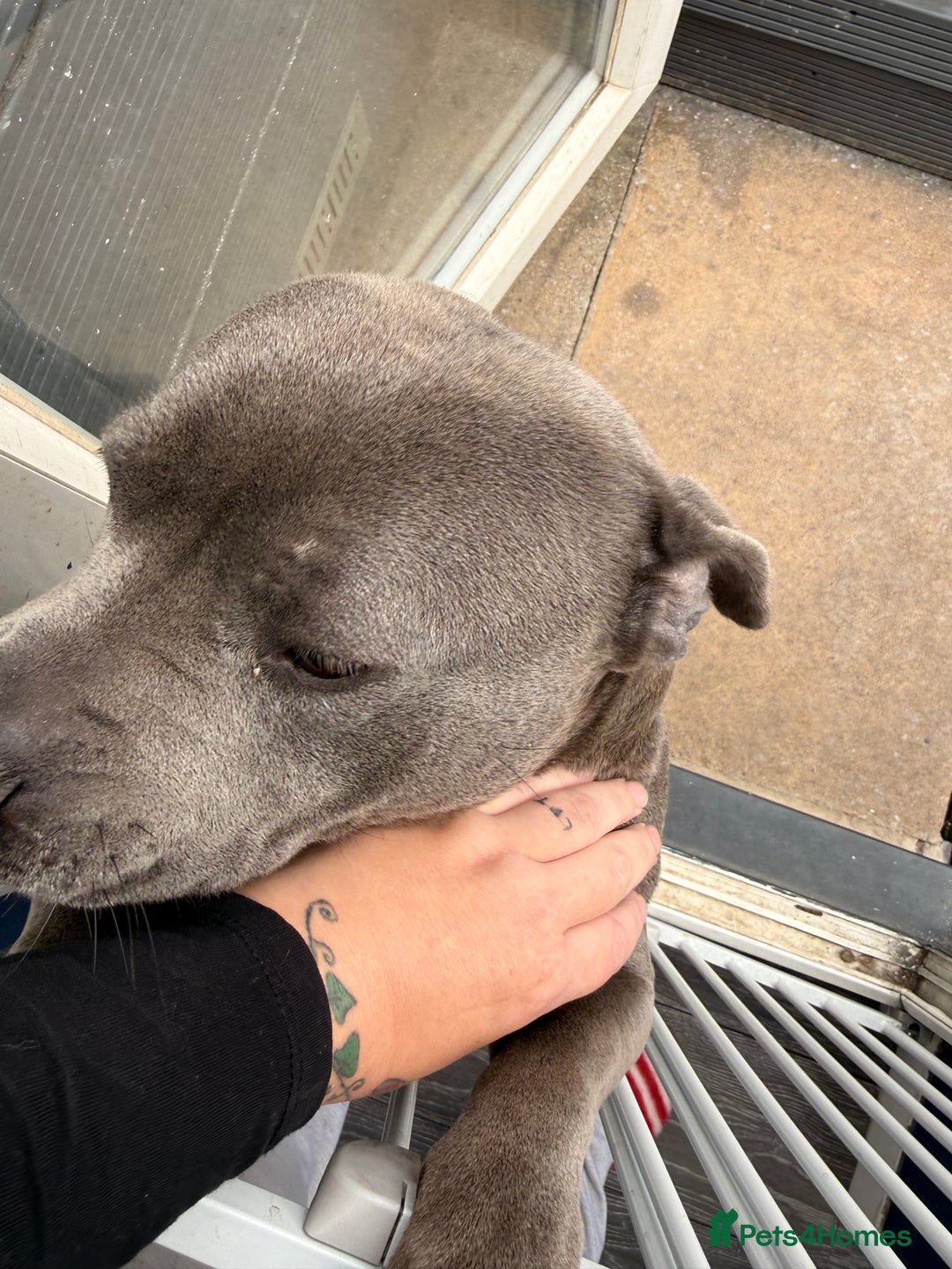 Staffordshire Bull Terrier dogs for sale: Staffie - Image 2