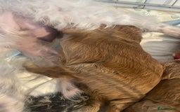 Toy Poodle dogs for sale: Toy poodle puppies  - Image 3