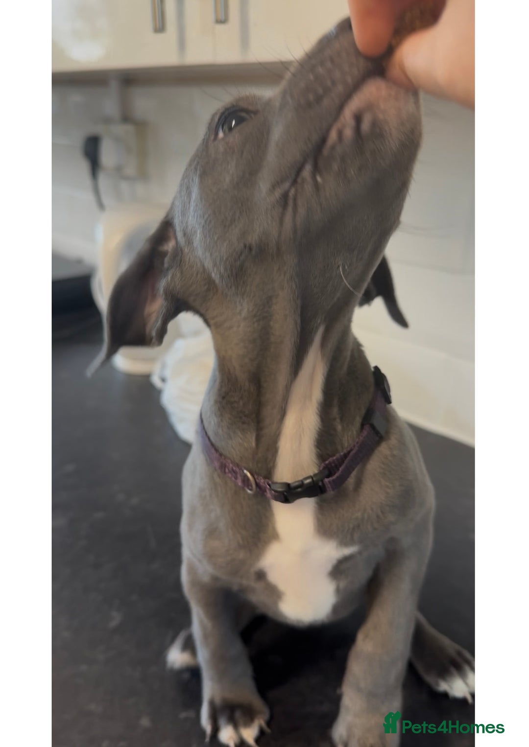 Staffordshire Bull Terrier dogs for sale: Last puppy needing a new home… - Image 8