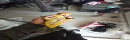 Parrots birds for sale: Super tamed caique  - Advert 5