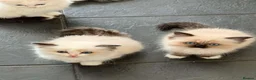 Ragdoll cats for sale: Beautiful Ragdoll kittens! Ready for new homes NOW - Advert 26