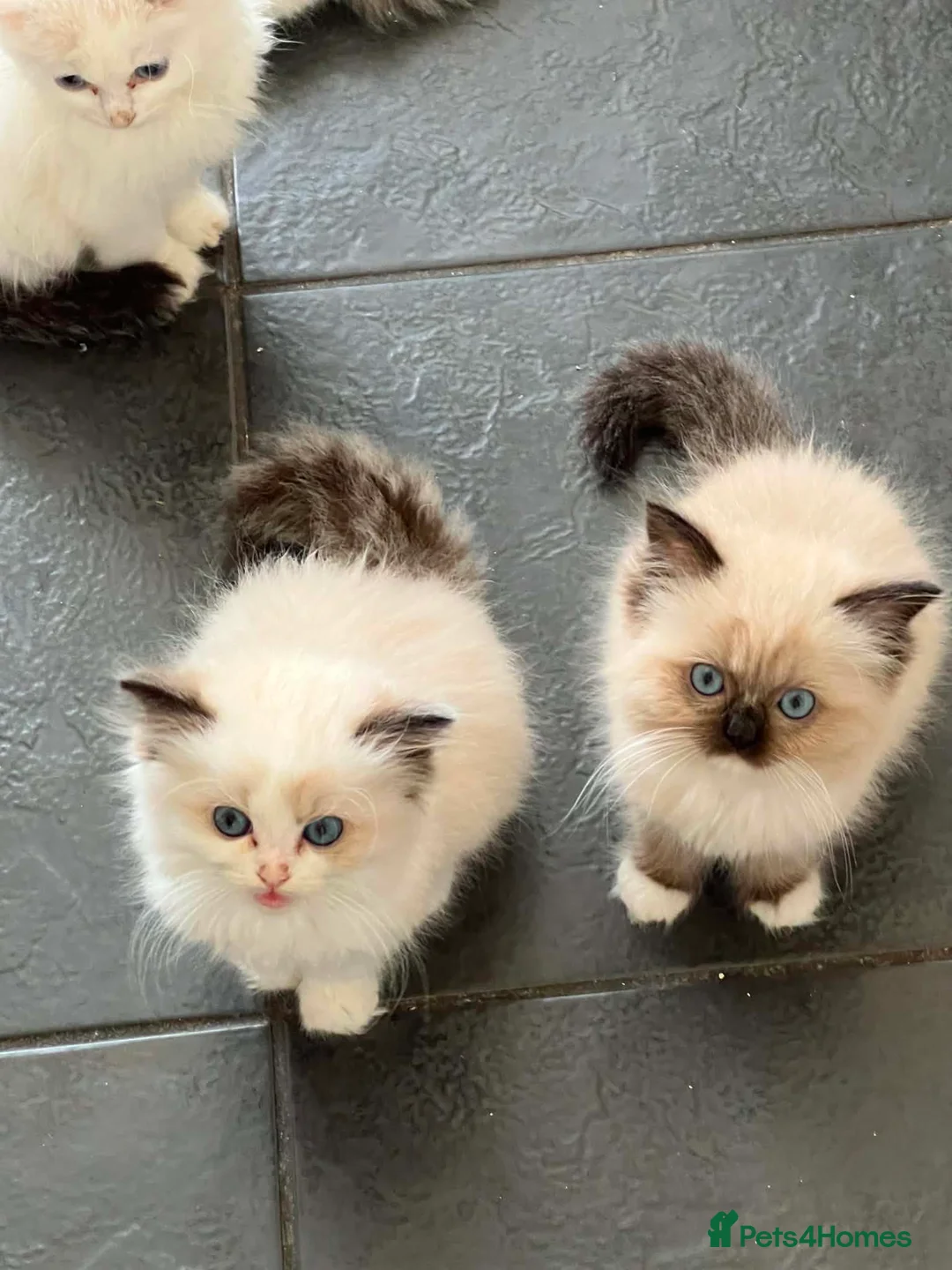 Ragdoll cats for sale: Beautiful Ragdoll kittens! Ready for new homes NOW - Advert 26