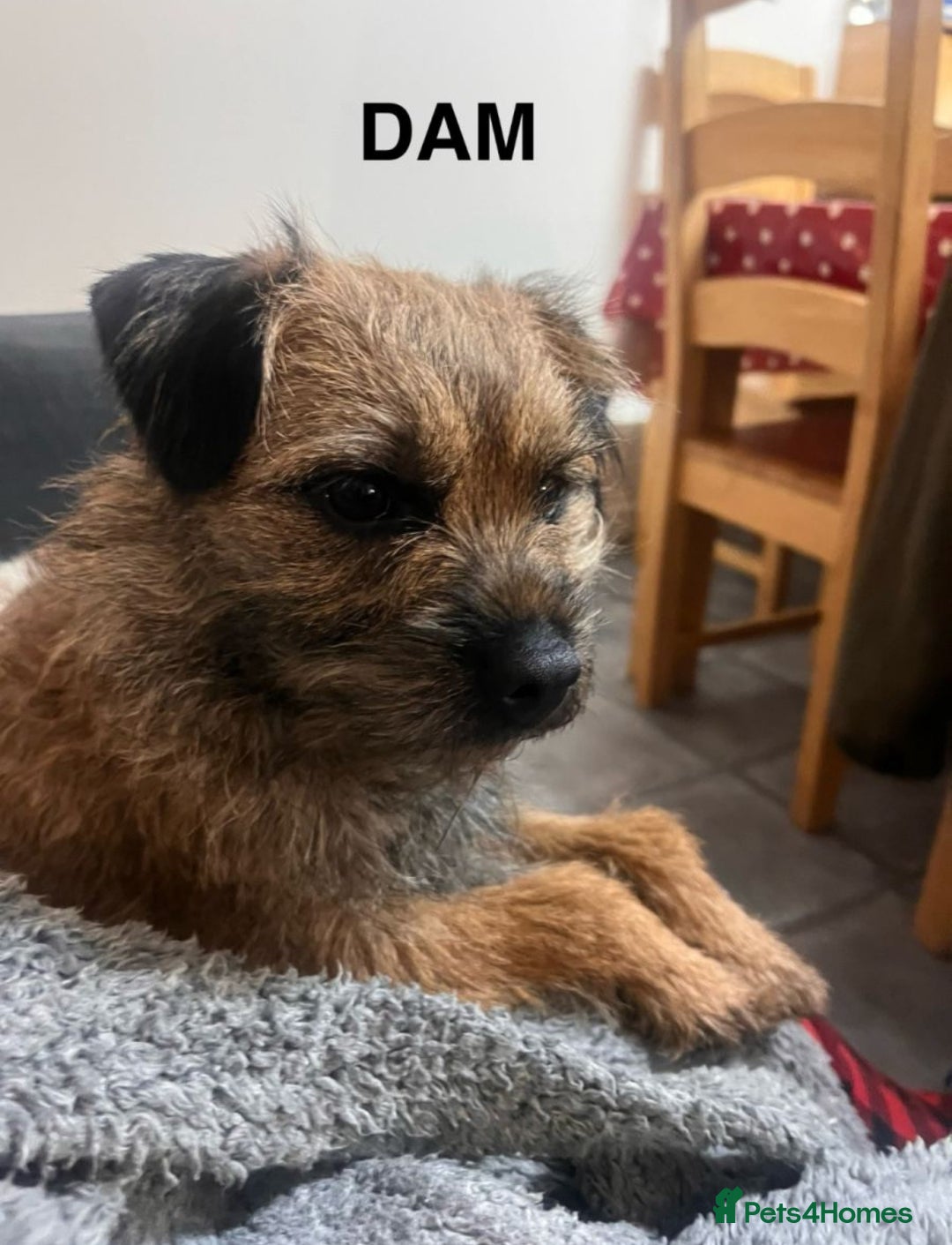 Border Terrier dogs for sale: KC reg border terrier looking for home - Advert 2
