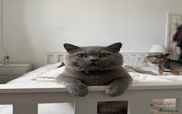 British Shorthair cats for sale: British shorthair  - Image 3