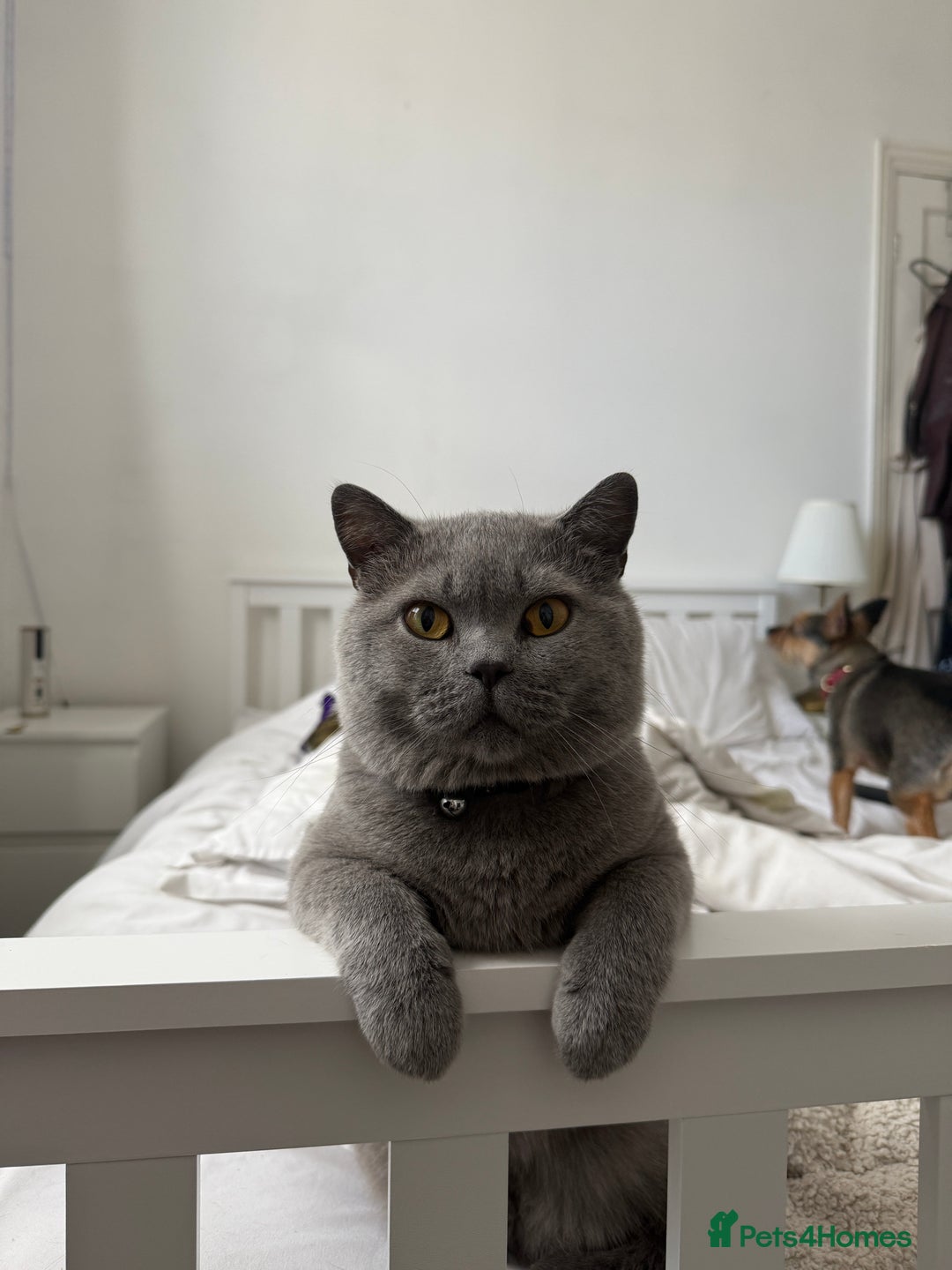 British Shorthair cats for sale: British shorthair  - Image 3