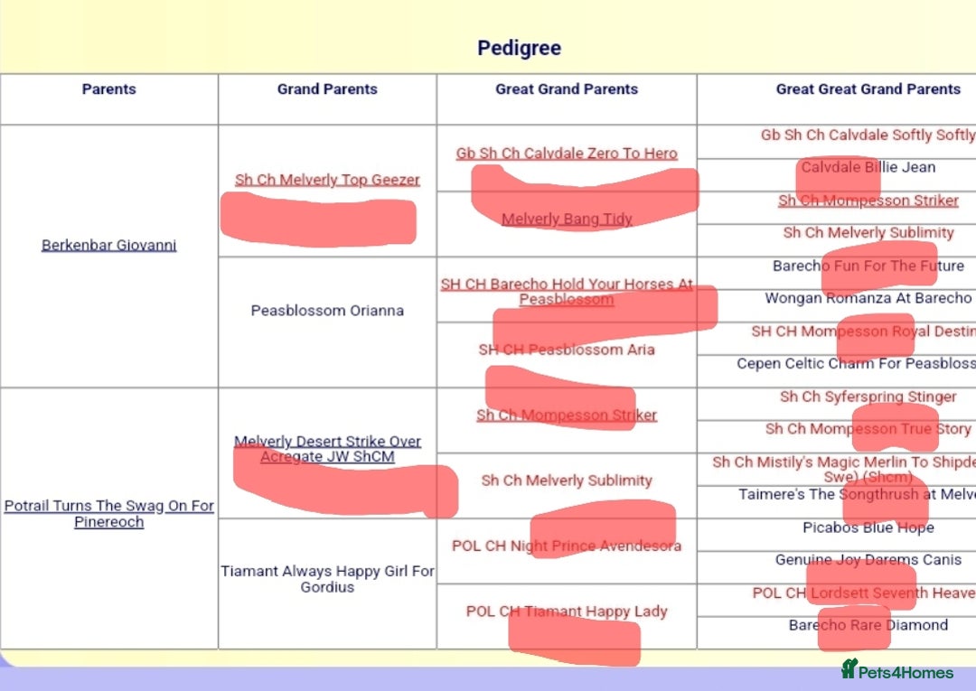 English Springer Spaniel dogs for stud: English Springer  spaniel for stud in Sidcup - Advert 4