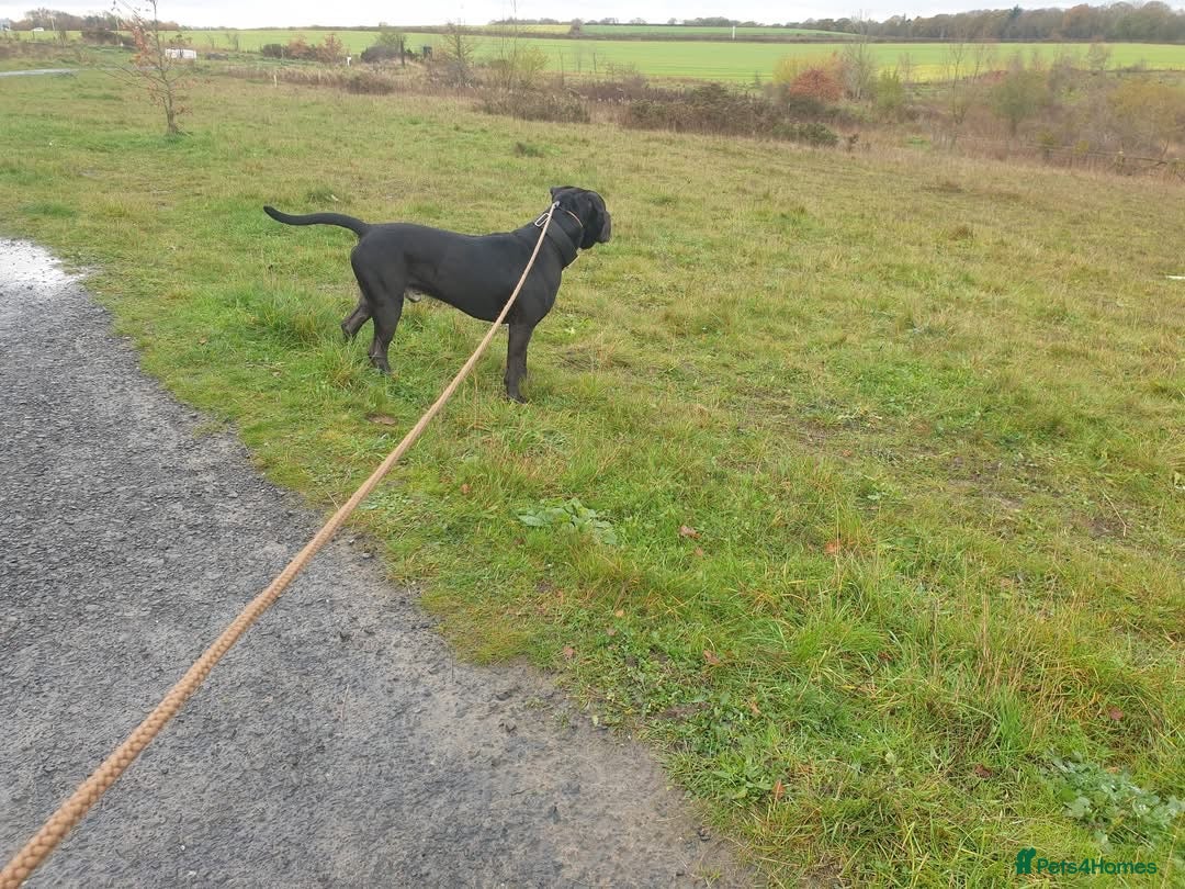 Mixed Breed dogs for sale: Harley the American Staffy x Cane Corso - Advert 6