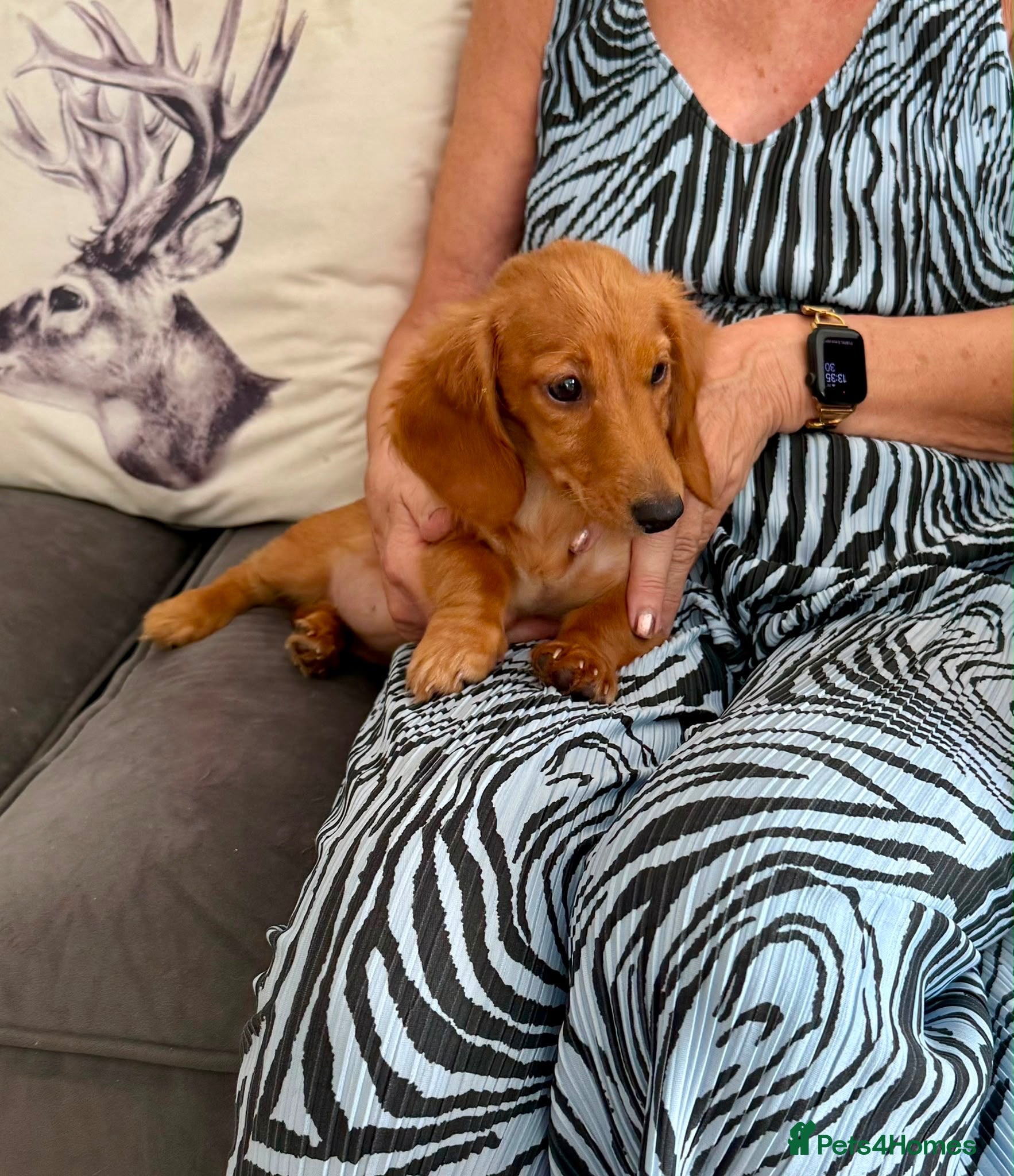 Miniature Dachshund dogs Beautiful long haired kc reg miniature dachshund  - Advert 1