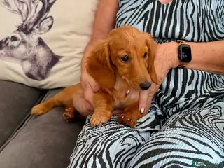 Miniature Dachshund dogs Beautiful long haired kc reg miniature dachshund - Advert 1