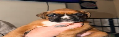 Boxer Puppy 4